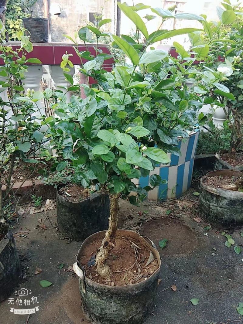 茉莉老桩，阳台盆景观花观叶植物