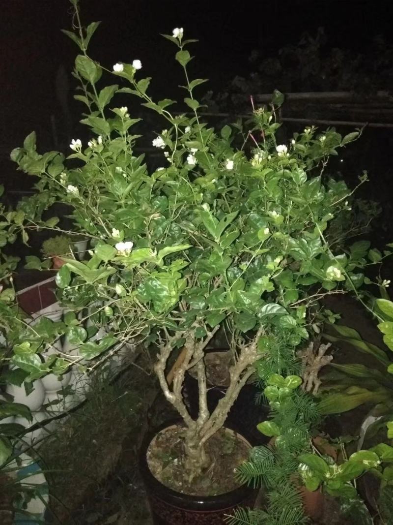 茉莉老桩，阳台盆景观花观叶植物