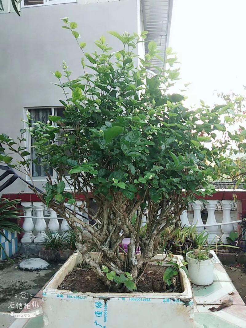 茉莉老桩，阳台盆景观花观叶植物