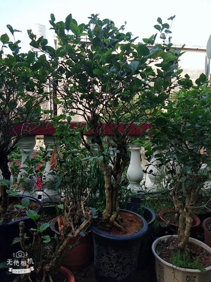 茉莉老桩，阳台盆景观花观叶植物