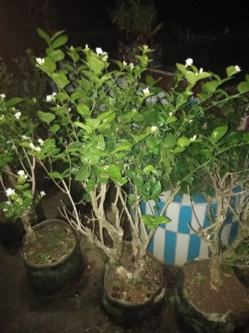 茉莉老桩，阳台盆景观花观叶植物