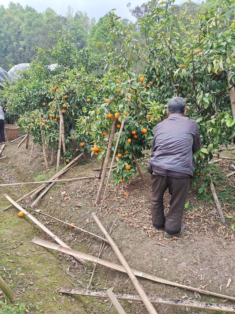 【推荐】四川柑橘沃柑咪咪甜大量有货欢迎咨询