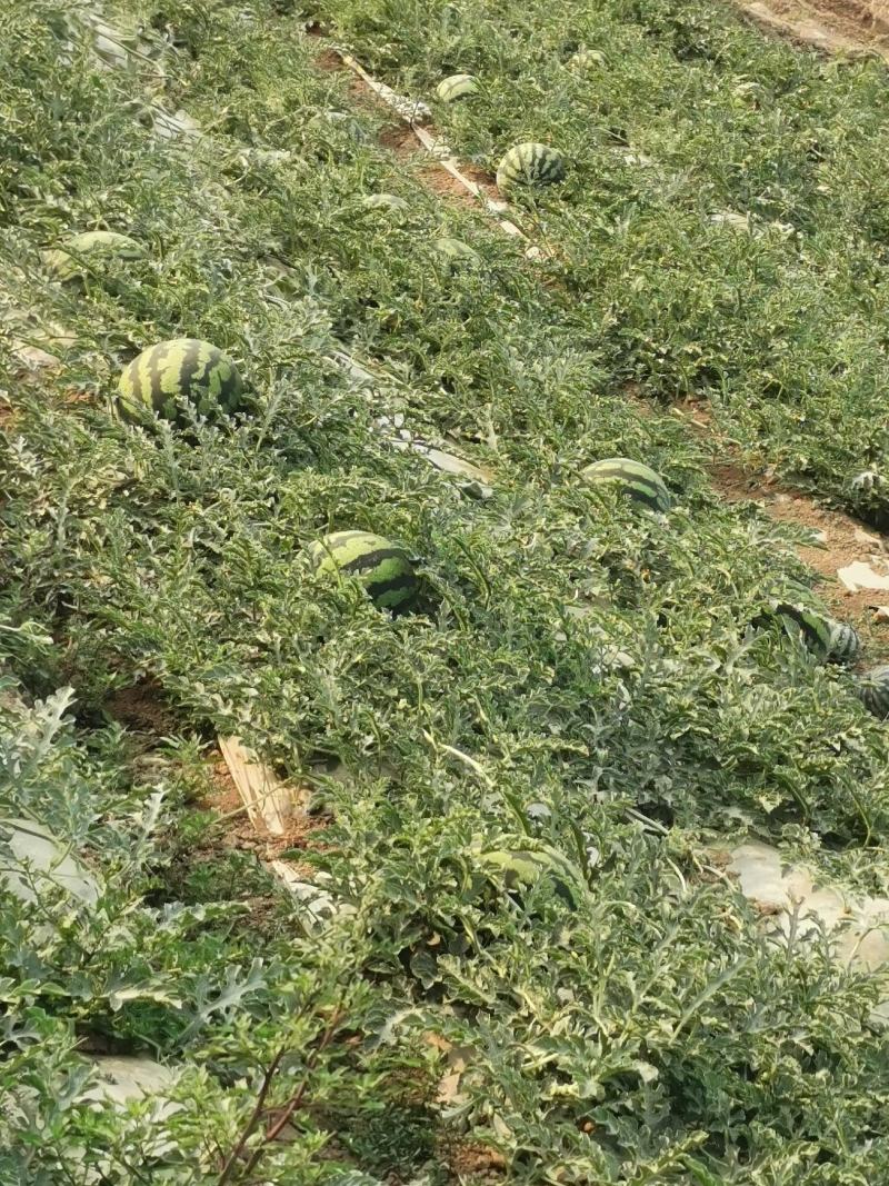 西瓜开始上市了需要的老板请联系