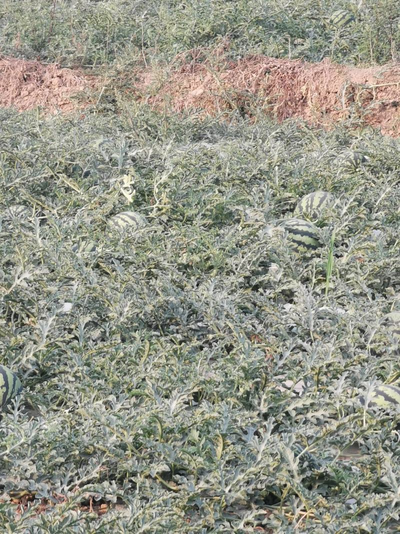 西瓜开始上市了需要的老板请联系