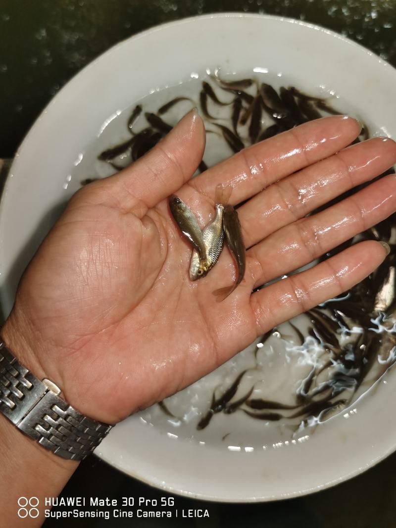 鲤鱼苗身子长长速快效益好包质包量包安全送