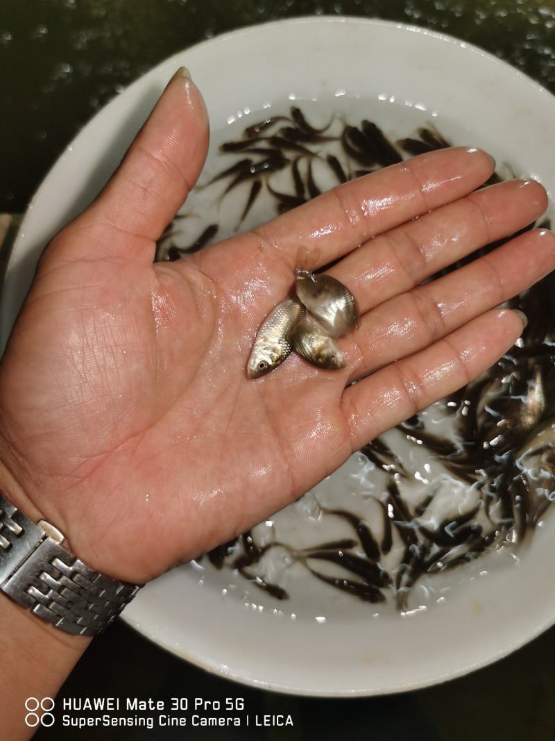鲤鱼苗身子长长速快效益好包质包量包安全送