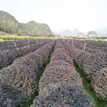 长期大量供应红继木精品球