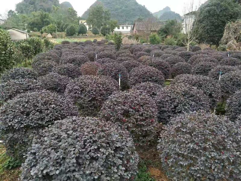 长期大量供应红继木精品球