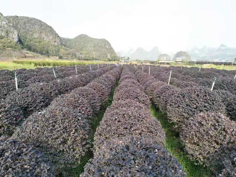 长期大量供应红继木精品球