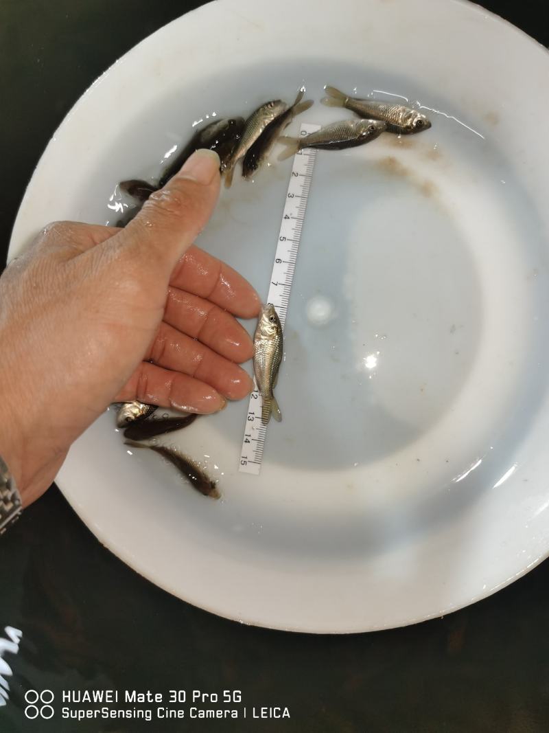 鲤鱼苗身子长长速快效益好包质包量包安全送