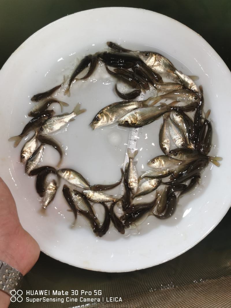 鲤鱼苗身子长长速快效益好包质包量包安全送