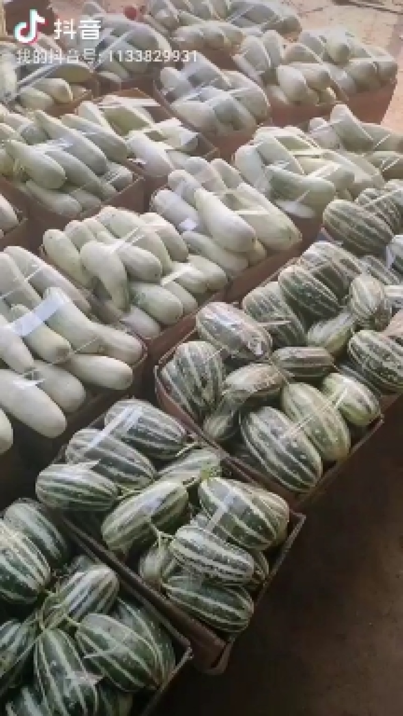 【优选】河南内黄县博洋九甜瓜**批发基地直供