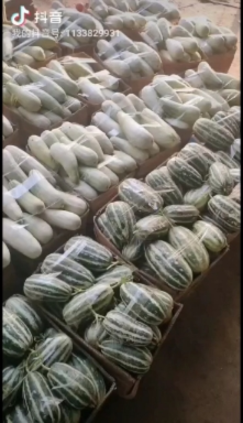 【优选】河南内黄县博洋九甜瓜**批发基地直供