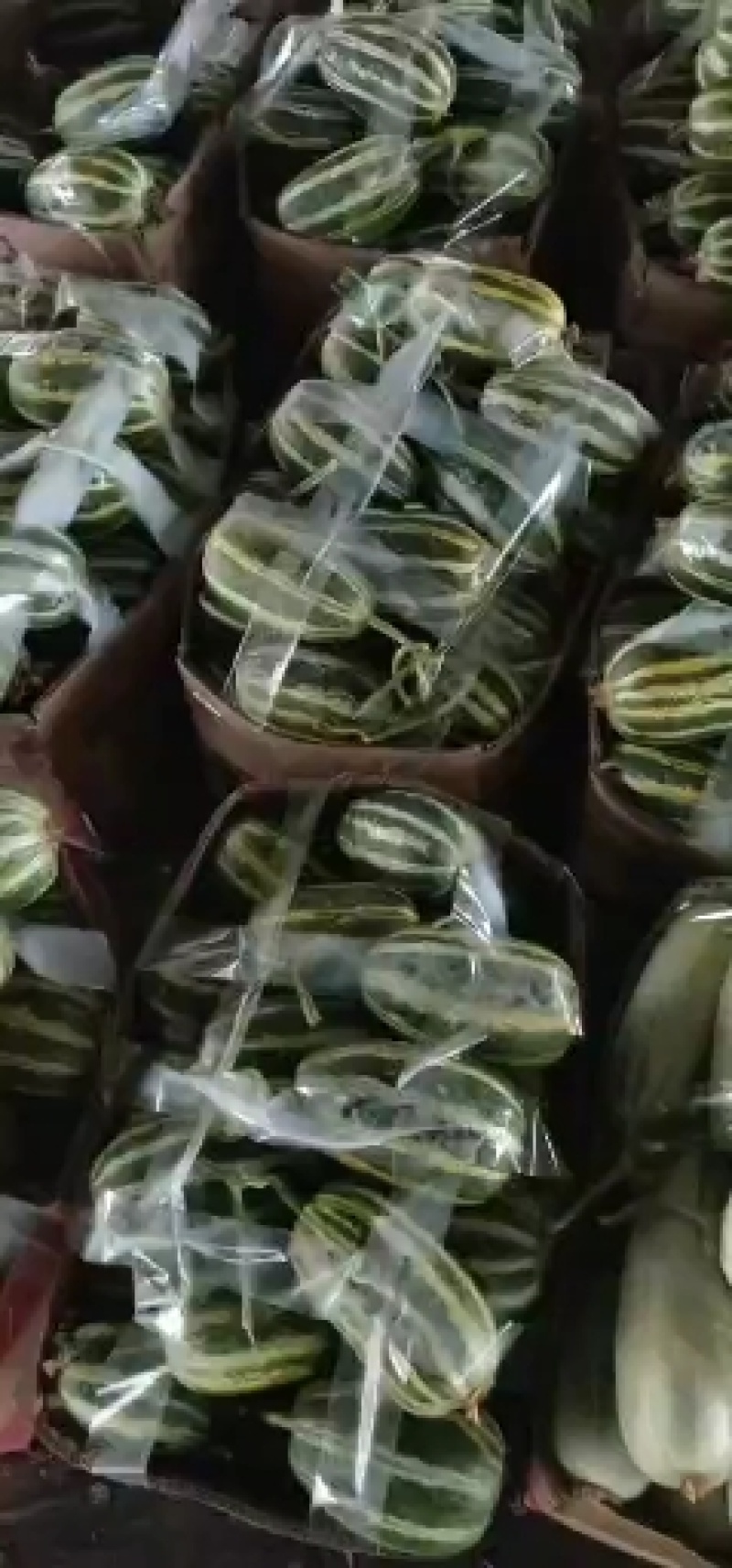 【优选】河南内黄县博洋九甜瓜**批发基地直供