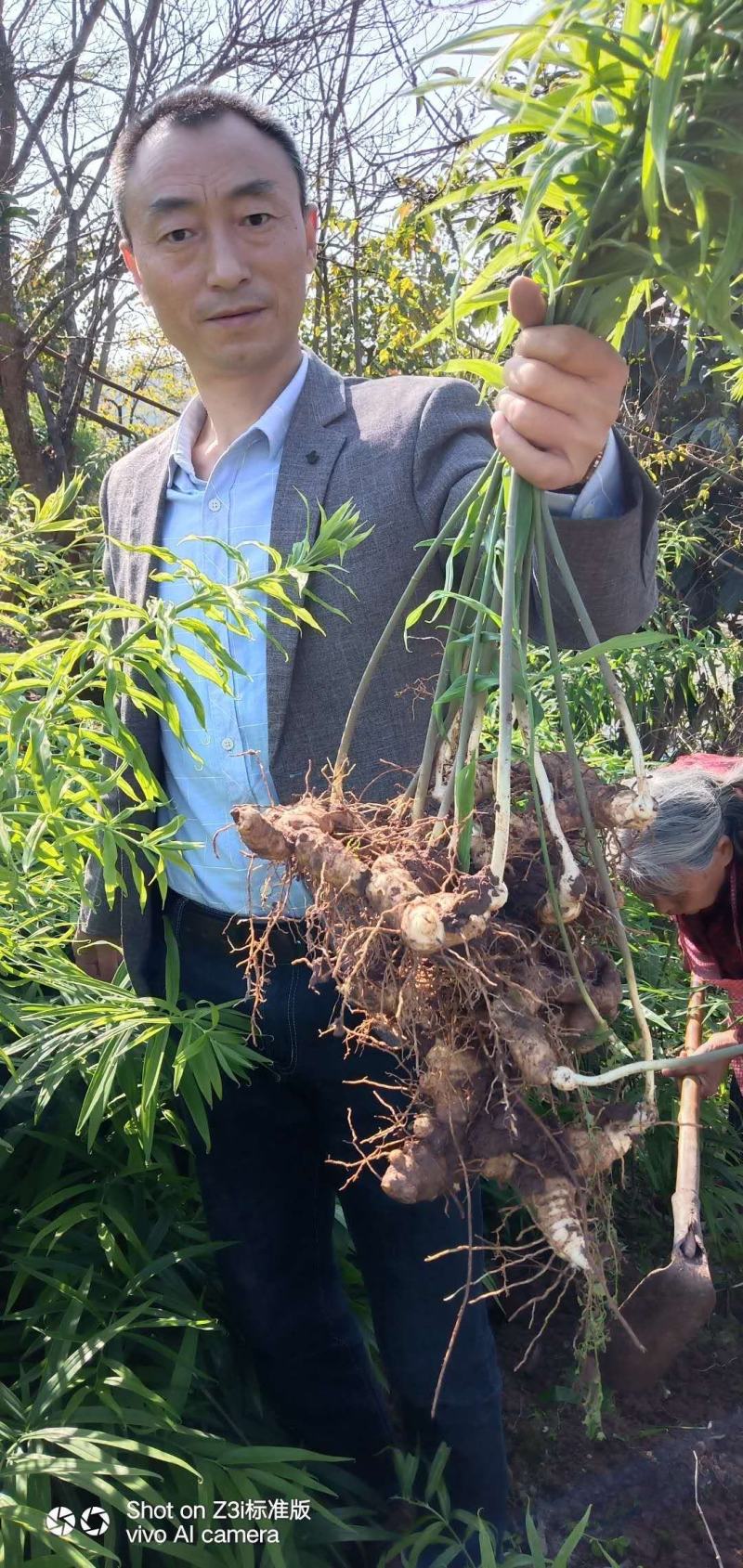基地直供多花姜型甜黄精种苗