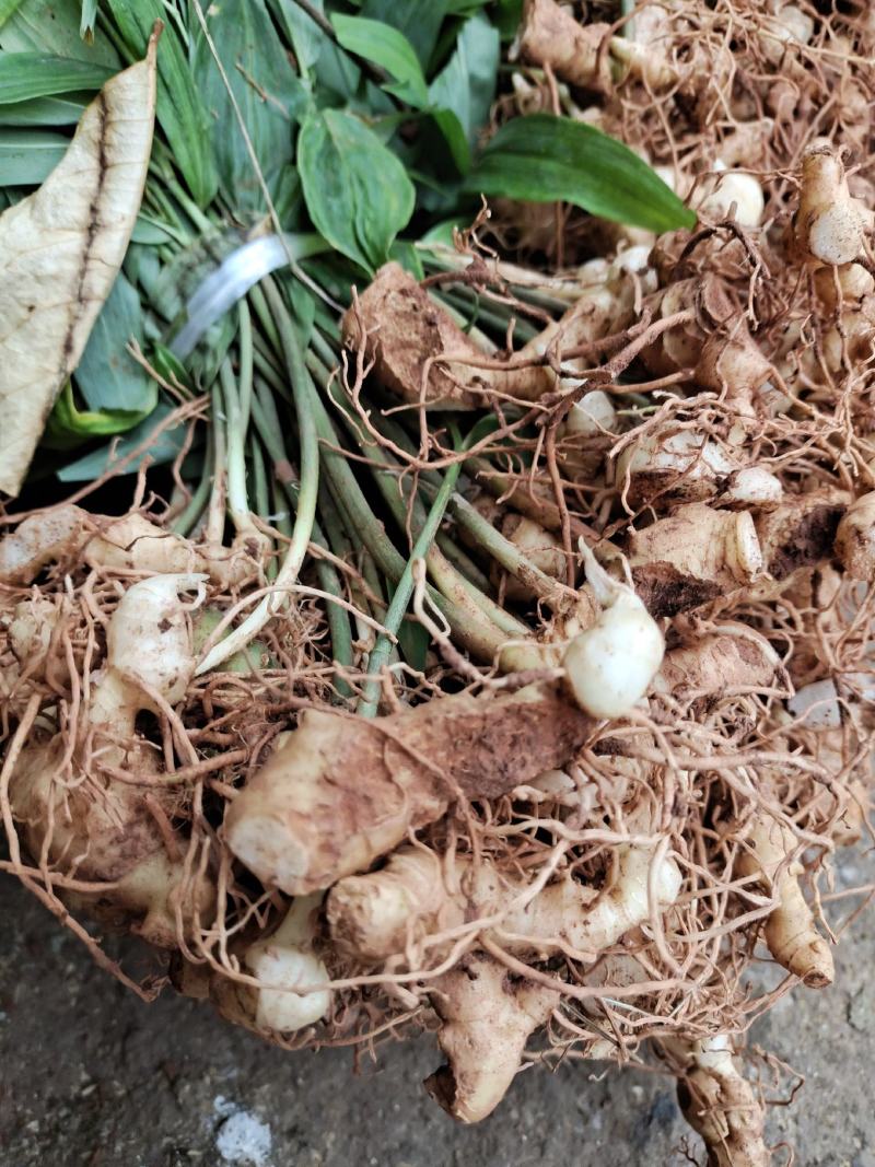 基地直供多花姜型甜黄精种苗
