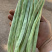 白不老，白优衣，白芸豆，新鲜上市。代发货