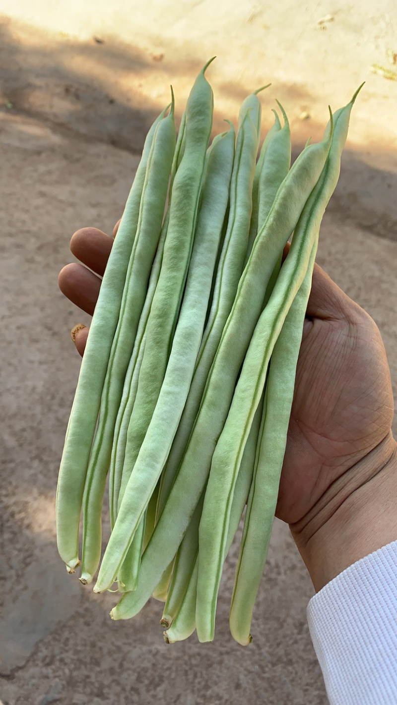 白不老，白优衣，白芸豆，新鲜上市。代发货