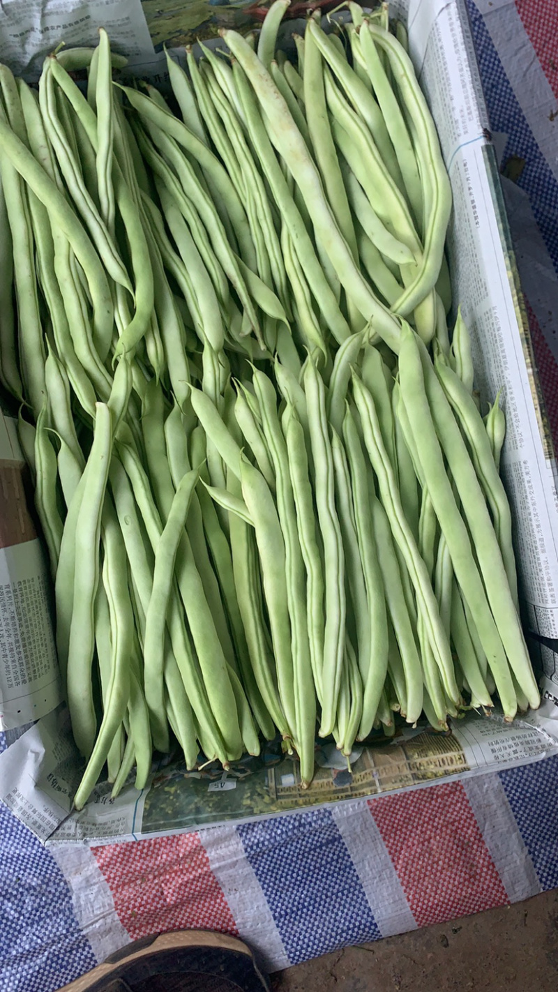 白不老，白优衣，白芸豆，新鲜上市。代发货