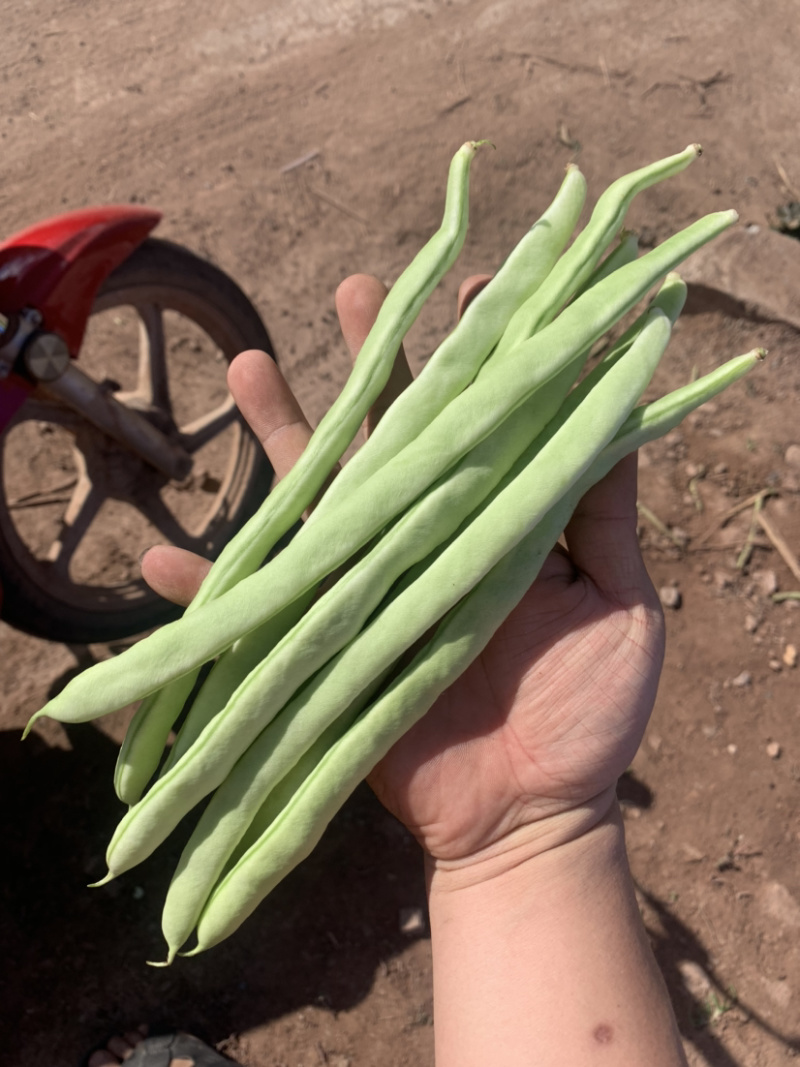 白不老，白优衣，白芸豆，新鲜上市。代发货