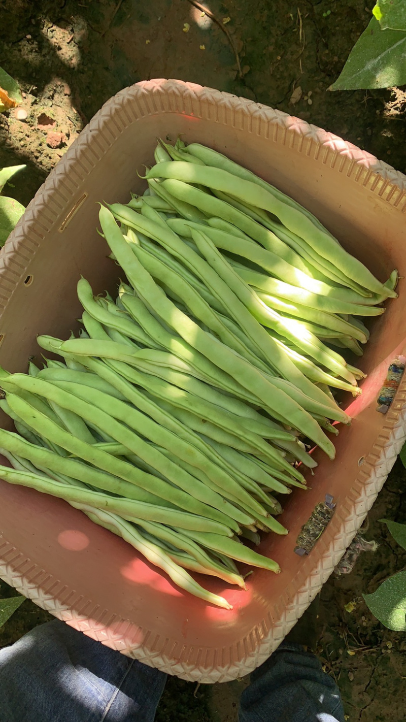 白不老，白优衣，白芸豆，新鲜上市。代发货