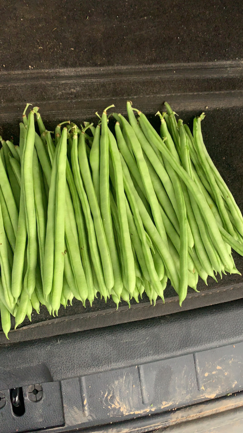 白不老，白优衣，白芸豆，新鲜上市。代发货
