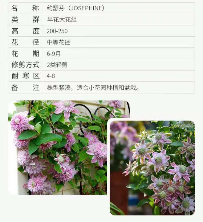 铁线莲爬藤植物盆栽花苗大花阳台庭院藤本攀援花卉四季开花