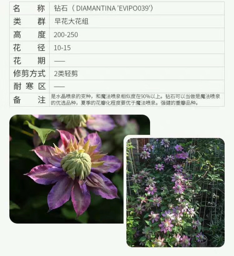 铁线莲爬藤植物盆栽花苗大花阳台庭院藤本攀援花卉四季开花