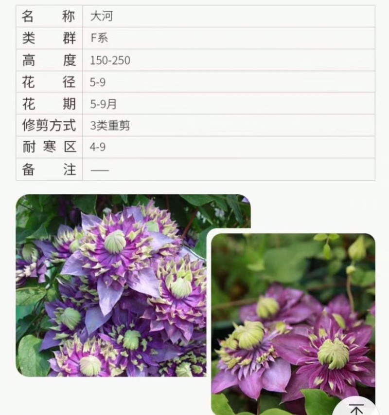 铁线莲爬藤植物盆栽花苗大花阳台庭院藤本攀援花卉四季开花