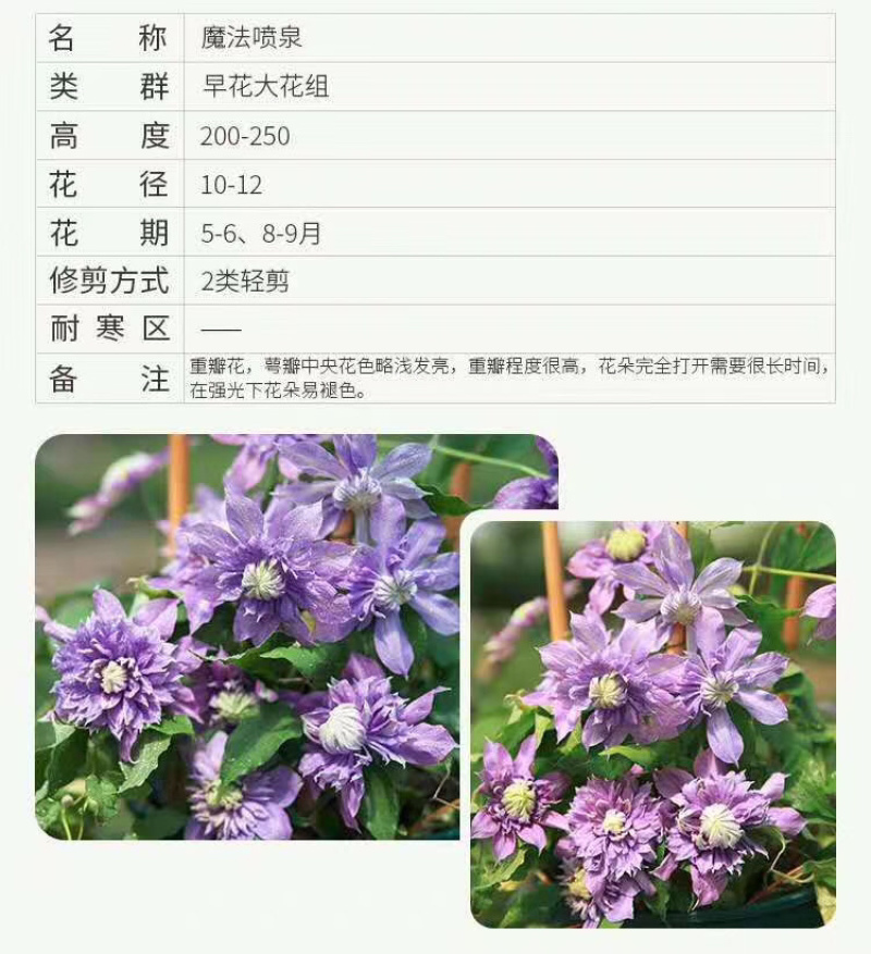 铁线莲爬藤植物盆栽花苗大花阳台庭院藤本攀援花卉四季开花