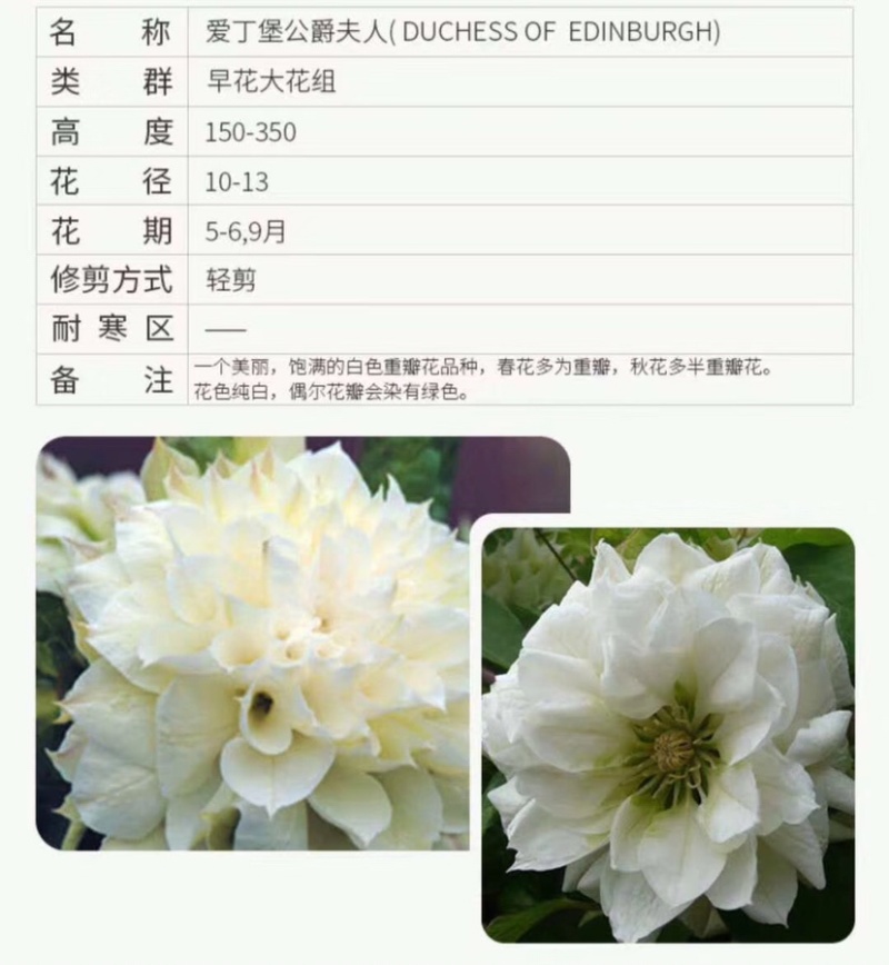 铁线莲爬藤植物盆栽花苗大花阳台庭院藤本攀援花卉四季开花