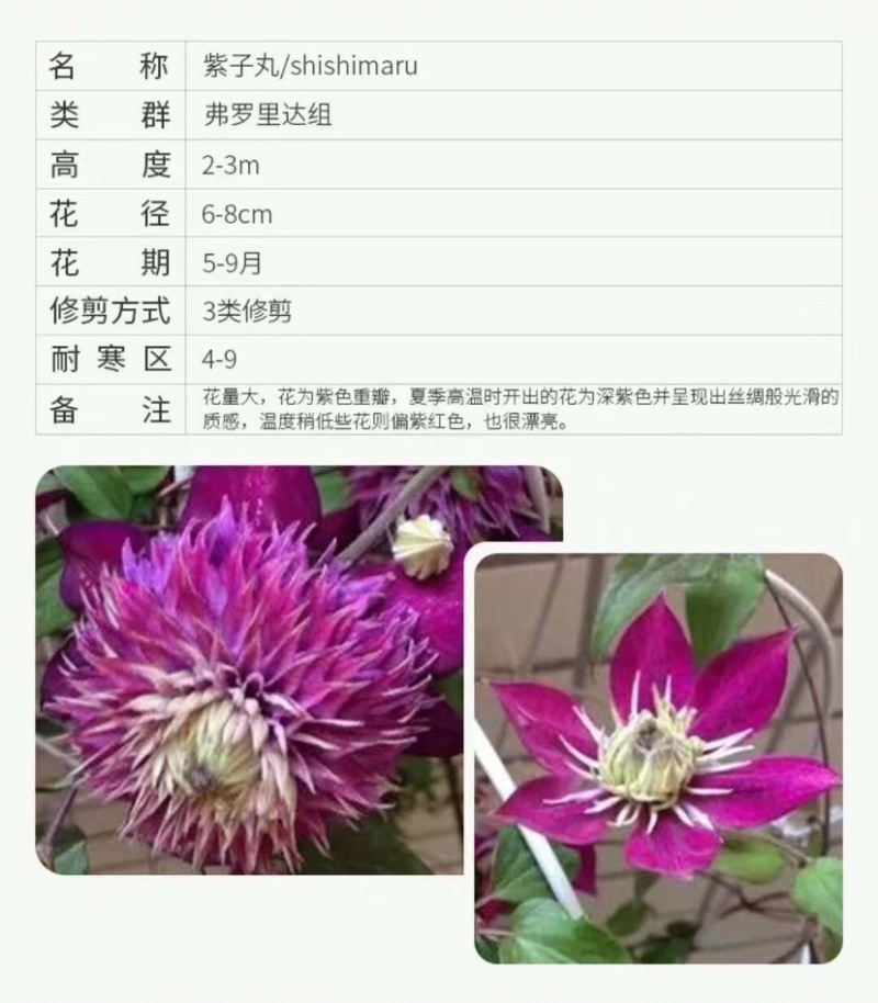 铁线莲爬藤植物盆栽花苗大花阳台庭院藤本攀援花卉四季开花