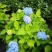 无尽夏绣球花苗八仙花盆栽庭院阳台室内耐寒植物四季开花好养