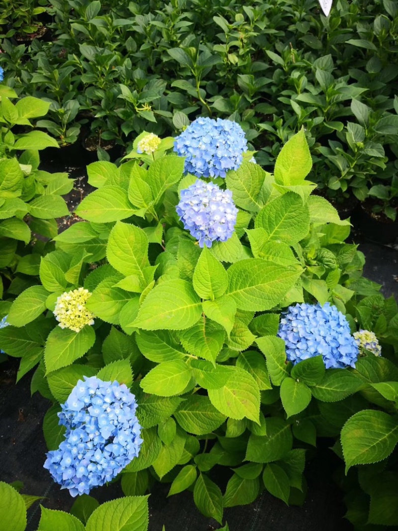 无尽夏绣球花苗八仙花盆栽庭院阳台室内耐寒植物四季开花好养