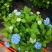 无尽夏绣球花苗八仙花盆栽庭院阳台室内耐寒植物四季开花好养