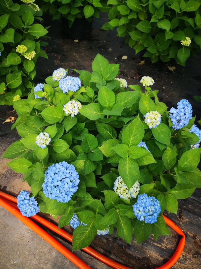 无尽夏绣球花苗八仙花盆栽庭院阳台室内耐寒植物四季开花好养