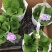 无尽夏绣球花苗八仙花盆栽庭院阳台室内耐寒植物四季开花好养