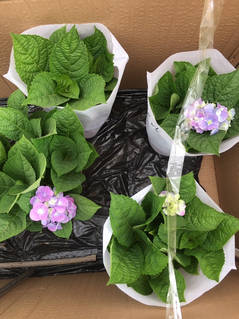 无尽夏绣球花苗八仙花盆栽庭院阳台室内耐寒植物四季开花好养