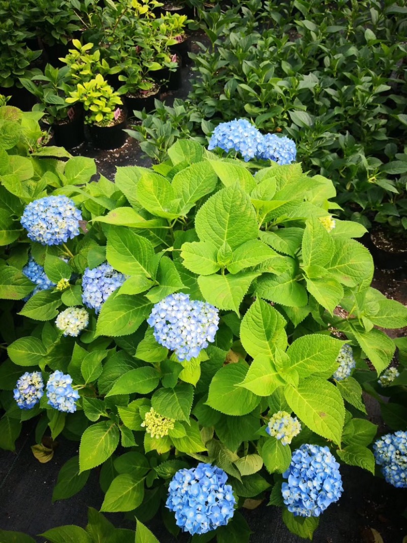 无尽夏绣球花苗八仙花盆栽庭院阳台室内耐寒植物四季开花好养