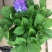 无尽夏绣球花苗八仙花盆栽庭院阳台室内耐寒植物四季开花好养