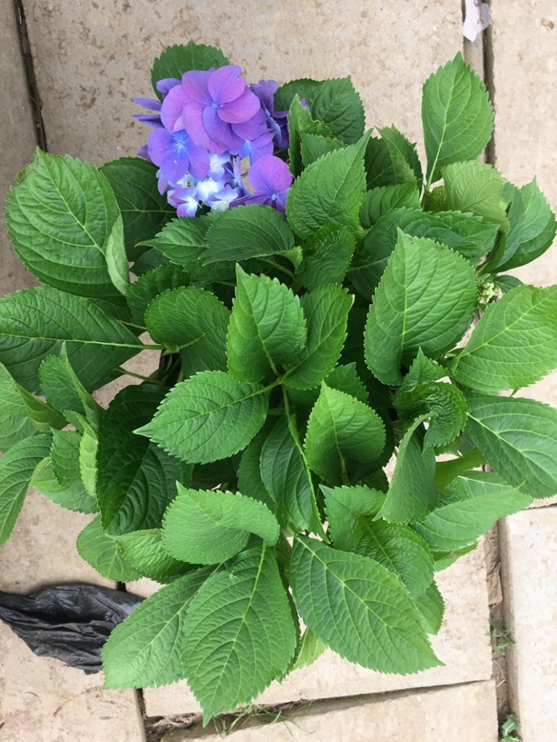 无尽夏绣球花苗八仙花盆栽庭院阳台室内耐寒植物四季开花好养