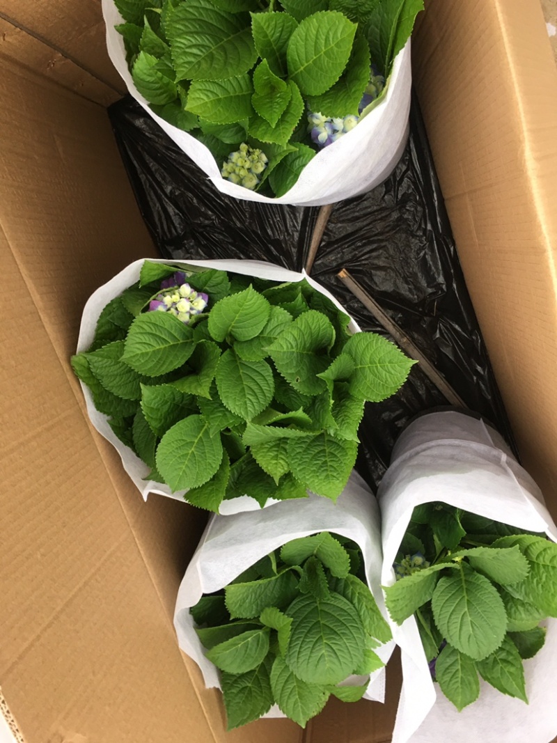 无尽夏绣球花苗八仙花盆栽庭院阳台室内耐寒植物四季开花好养