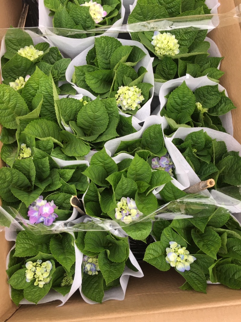 无尽夏绣球花苗八仙花盆栽庭院阳台室内耐寒植物四季开花好养