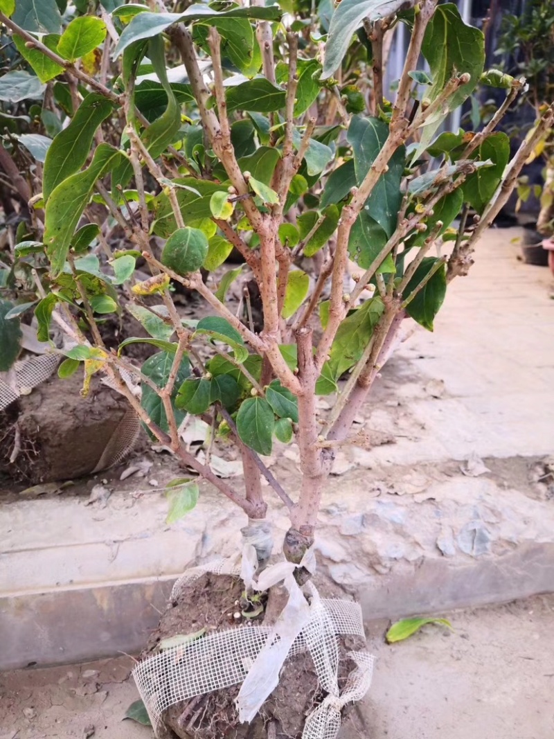腊梅花树苗盆栽浓香型花卉梅花盆景老桩耐寒植物室内阳台庭院