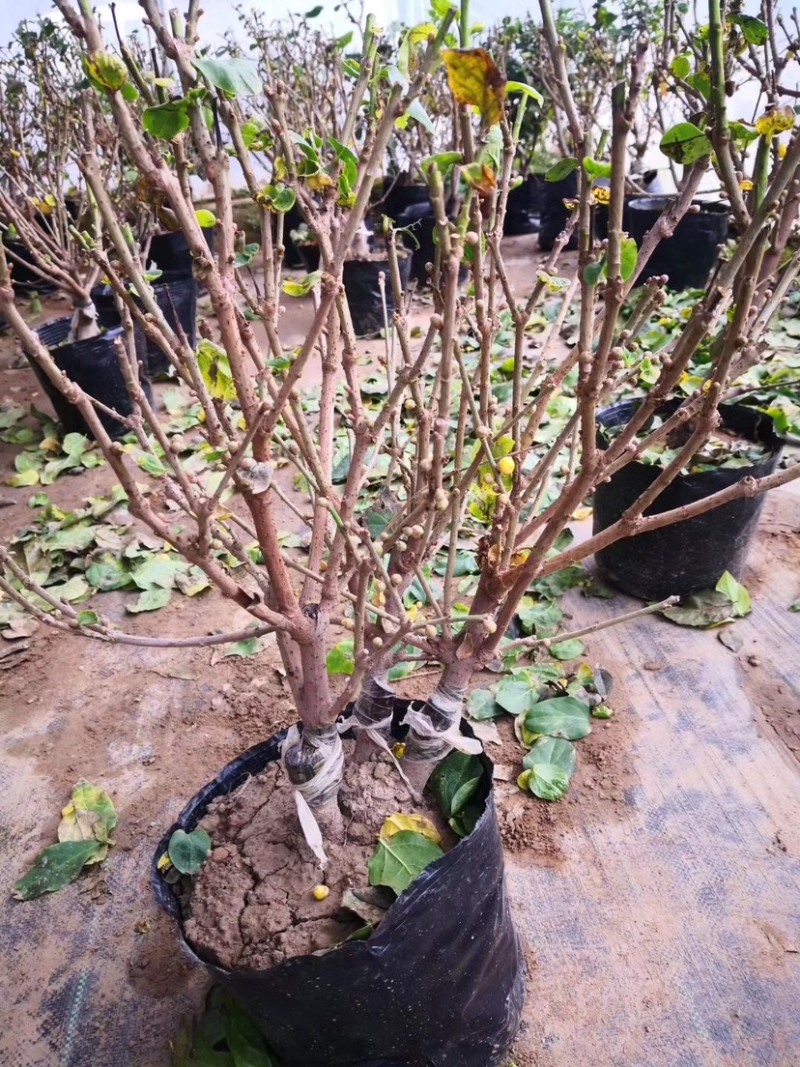 腊梅花树苗盆栽浓香型花卉梅花盆景老桩耐寒植物室内阳台庭院