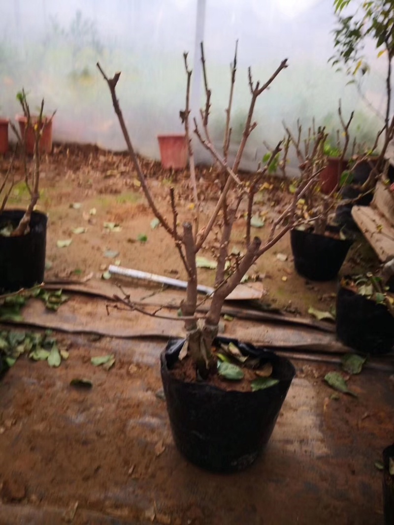 腊梅花树苗盆栽浓香型花卉梅花盆景老桩耐寒植物室内阳台庭院