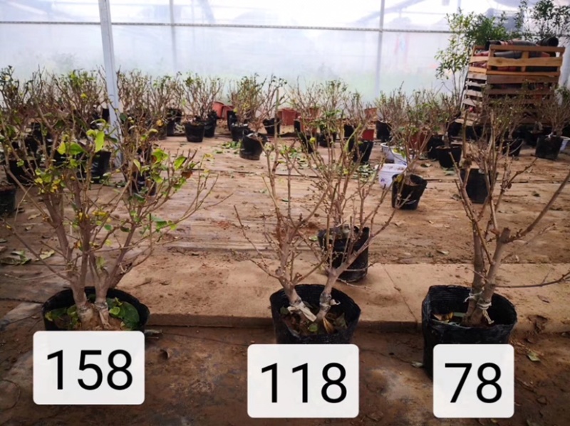 腊梅花树苗盆栽浓香型花卉梅花盆景老桩耐寒植物室内阳台庭院