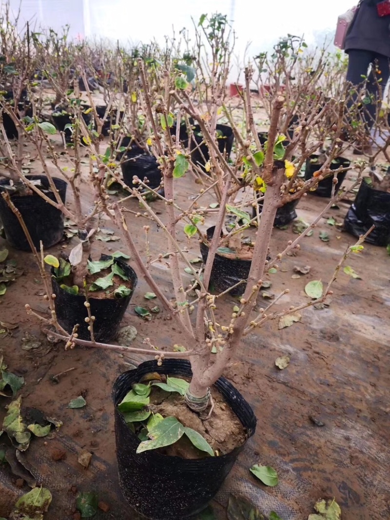 腊梅花树苗盆栽浓香型花卉梅花盆景老桩耐寒植物室内阳台庭院