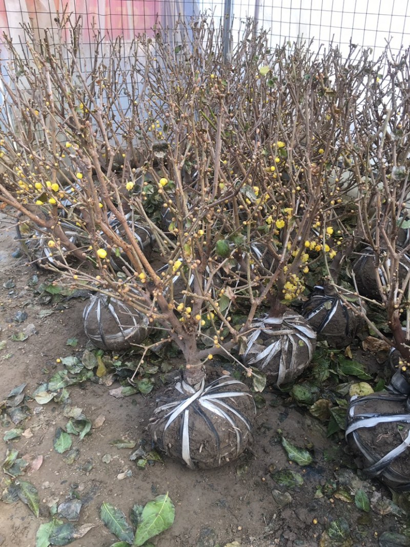 腊梅花树苗盆栽浓香型花卉梅花盆景老桩耐寒植物室内阳台庭院