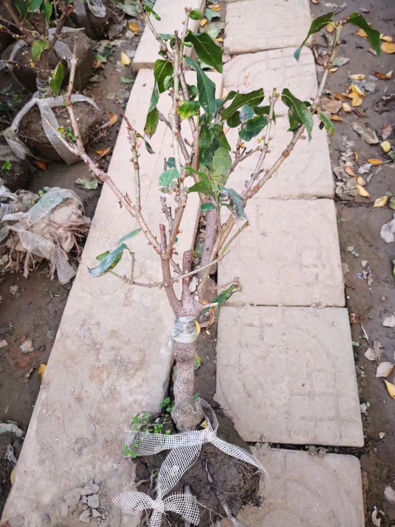 腊梅花树苗盆栽浓香型花卉梅花盆景老桩耐寒植物室内阳台庭院